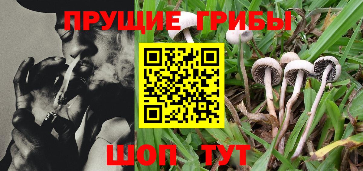 Галлюциногенные грибы Magic Shrooms  как найти закладки  Магадан  Вход с VPN  Псилоцибиновые грибы Cubensis 
